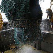 Die Fischbestände im Mittelmeer schrumpfen