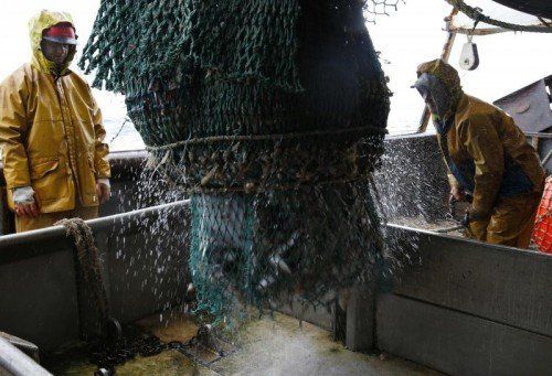 Bei Fischen aus mittleren Tiefen, wie Sardinen und Sardellen, seien mehr als 70 Prozent überfischt. Foto: Reuters