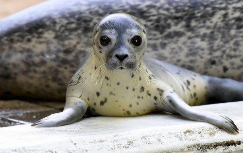 Das kleine Seehund-Mädchen "Jogi" liegt am 11.07.2014 an seinem Becken im Tierpark von Neumünster (Schleswig-Holstein). Das Seehund-Baby ist in der Nacht des historischen Halbfinal-Sieges der Deutschen Fußball-Nationalmannschaft bei der WM in Brasilien geboren worden und wurde daher nach dem Bundestrainer "Jogi" Löw benannt. Foto: Carsten Rehder/dpa +++(c) dpa - Bildfunk+++
