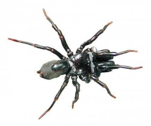 Die Tapezierspinne zählt zur Gattung der Vogelspinne. inatura
