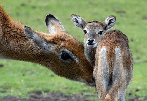 Eine drei Wochen junge Litschi-Moorantilope wird vom Muttertier am 07.07.2014 im Freigehege im Serengeti-Park bei Hodenhagen (Niedersachsen) gepflegt. Foto: Holger Hollemann/dpa +++(c) dpa - Bildfunk+++