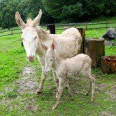 Der Wildpark zieht seine Bilanz 2014