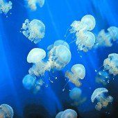Urlaub, Meer und Quallen