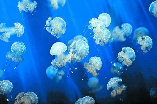 Quallen sind eigentlich sehr hübsch anzusehen, die Tierchen können allerdings auch ganz schön bissig sein.