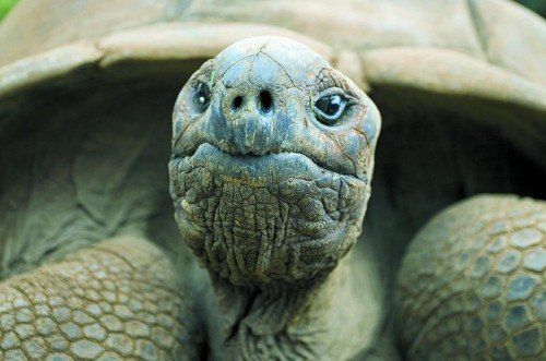 Riesenschildkröten können ein hohes Alter von über 200 Jahren erreichen.
