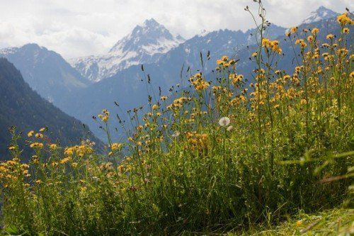 Spezielle Wiesenprogramme zählen zu den erfolgreichsten Naturschutzmaßnahmen im Land.  FOTO: VN/Hartinger