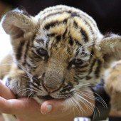 Tierische Freundschaft