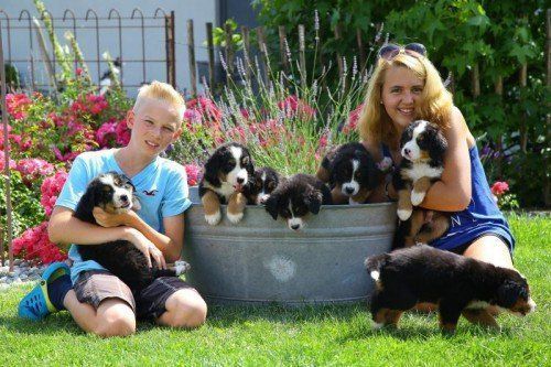Tierbaby der Woche; 13jähriger Tobias und die 16jährige Angelina mit 7 Berner Sennenhunden Welpen 6 Wochen alt; Infos unter 0664/4244289