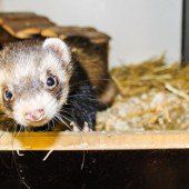 Lustige Degus und quirlige Frettchen