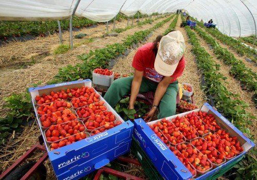 Wegen der Öffnung des Landmarktes seien osteuropäische Bauern gezwungen, als Erntehelfer nach Westeuropa zu gehen, so FIAN. FOTO: EPA