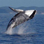 „Sensation“: Wal-Kuh mit Kalb in der Ostsee