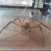 Giftspinne in Bananenkiste