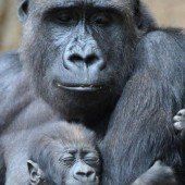 Schlaf gut, kleiner Gorilla