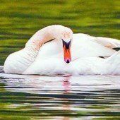 Familie Schwan auf großer Fahrt