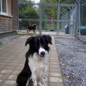 Fundhunde warten auf liebe Leute