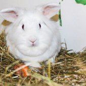 Farbmäuse, Hasen und liebe Miezen