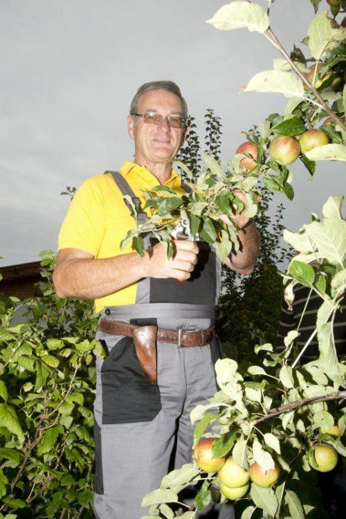 Norbert Carotta hat viel Erfahrung in der Obstbaumpflege.  VN/RP