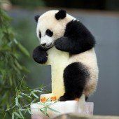 Bao Bao feiert ihren ersten Geburtstag