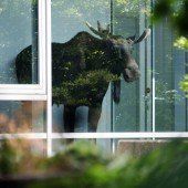 Junger Elch verirrt sich in Dresdner Bürohaus
