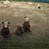 Neugierige Bären-Babys
