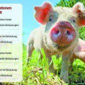 Jedes fünfte Ferkel im Land leidet Höllenqualen