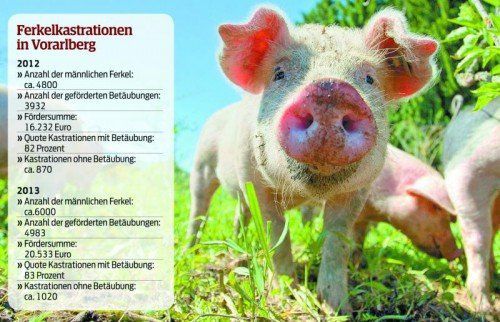 VN-Recherchen zeigen: Mehr als 1000 Ferkel wurden im Vorjahr in Vorarlberg ohne Betäubung von Landwirten kastriert. Foto: vn/Hartinger