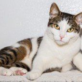 Waldi, Henry und Lunna suchen dich!