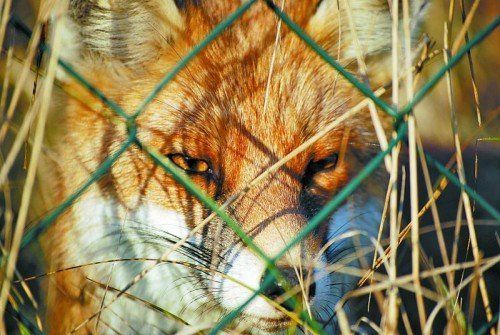 Die Tollwut ist besiegt. Jetzt kommen der Fuchs und sein Bandwurm ins Gerede.
