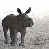 Neugieriges kleines Nashorn