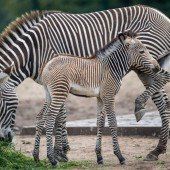 Grevyzebra