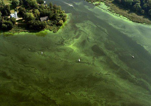 Es geht auch um die Geschichte der Pfaueninsel, doch Hettches Roman wird große Gefühle wecken. Foto: EPA
