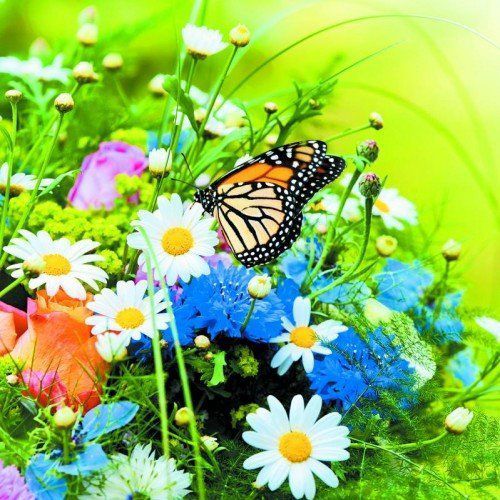 Fotolia