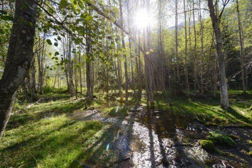Im Rahmen der septimo-Veranstaltungsreihe (September im Montafon) wird heute im Montafoner Heimatmuseum Schruns zum Thema „Auwälder“ referiert. foto: septimo