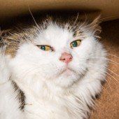 Katzen suchen Zuhause