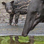 Süßer Tapir-Nachwuchs