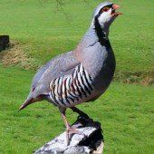Gefährdete Steinhühner neu im Wildpark