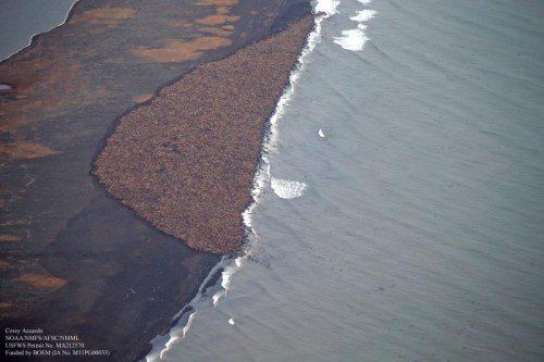 35.000 Walrosse haben sich an der Küste versammelt. Das Motoren­geräusch von Flugzeugen könnte die Tiere in Panik versetzen.  Foto: EPA