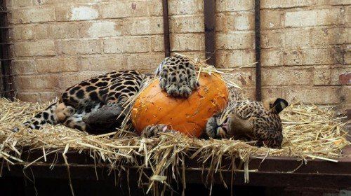 ABD0031_20141029 - AMSTERDAM - NIEDERLANDE: ZU APA0123 VOM 29.10.2014 - Leopard Bakari mit einem Kürbis am Sonntag, 26. Oktober 2014, in der niederländischen Rettungsstation "Felida" in Nijeberkoop. Die von der Tierschutzorganisation Vier Pfoten aus nicht artgerechter Haltung befreiten Großkatzen hatten ihren Spaß mit dem saisontypischen Gemüse. - FOTO: APA/VIER PFOTEN/ERIN TIMMER - +++ WIR WEISEN AUSDRÜCKLICH DARAUF HIN, DASS EINE VERWENDUNG DES BILDES AUS MEDIEN- UND/ODER URHEBERRECHTLICHEN GRÜNDEN AUSSCHLIESSLICH IM ZUSAMMENHANG MIT DEM ANGEFÜHRTEN ZWECK ERFOLGEN DARF - VOLLSTÄNDIGE COPYRIGHTNENNUNG VERPFLICHTEND +++