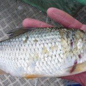 „Es gibt keine Fische frei von Quecksilber“