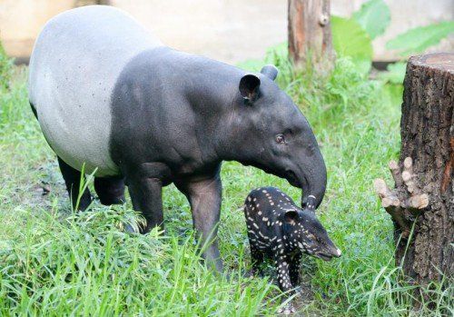 Das neugeborene Tapir (Tapirus indicus) läuft vor seiner Mutter "Laila" in seinem Gehege am 01.10.2014 im Zoo Leipzig (Sachsen). Das Jungtier wurde am 10.09.2014 geboren und jetzt auf den Namen "Kedua" getauft. Foto: Peter Endig/dpa +++(c) dpa - Bildfunk+++