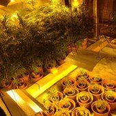 Vorarlberger Polizei hebt Cannabis-Plantagen aus