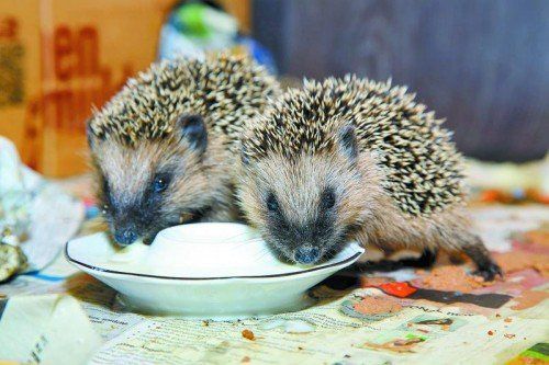 Die Lieblingsspeise der kleinen Igel: Muttermilch-Ersatz. Fotos: VN/Hofmeister