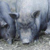 Ferkel starb in verwahrlostem Stall neben totem Muttertier
