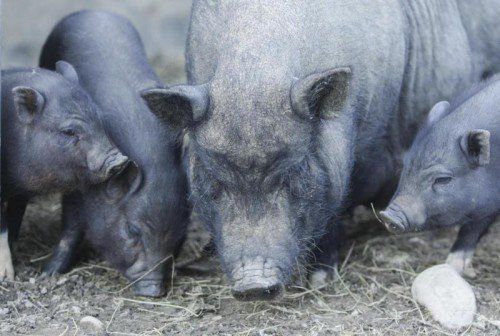 Landwirtin hielt Hängebauchschweine angeblich zur Freude ihres Enkels. Mittlerweile ist keines mehr am Leben . . . Foto: VN/Hartinger