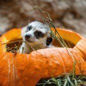 Vorgezogenes Halloween