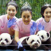 Panda-Drillinge sorgen für Entzücken