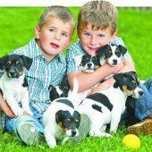 Eine süße Jack-Russel-Bande rechtzeitig zum morgigen Welthundetag