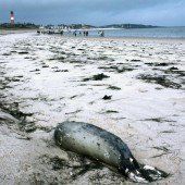 Immer mehr Seehunde sterben an der Nordsee