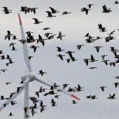 Sorge um Fledermäuse, Zug- und Greifvögel