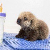 Kleiner Otter wird aufgepäppelt